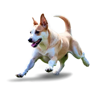 Dog Running C PNG image