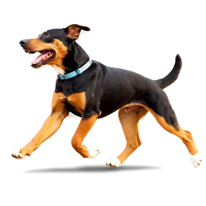 Dog Running D PNG image