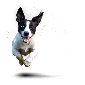 Dog Running In Water PNG 06132024 PNG