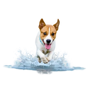 Dog Running In Water PNG Dyo82 PNG