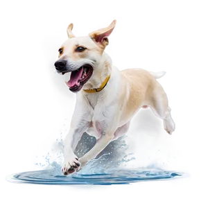 Dog Running In Water PNG Gqj
