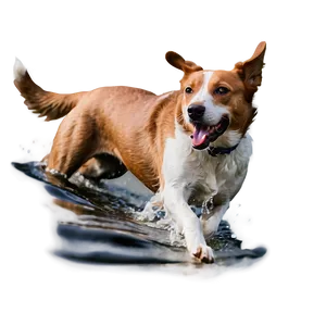 Dog Running In Water PNG Nup49 PNG