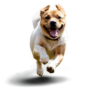 Dog Running Towards Camera Png 06132024 PNG image