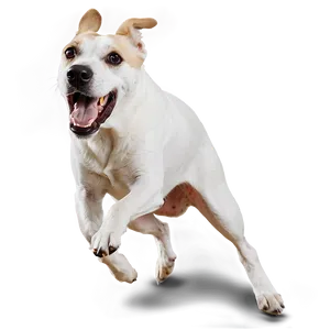 Dog Running Towards Camera Png 14 PNG image