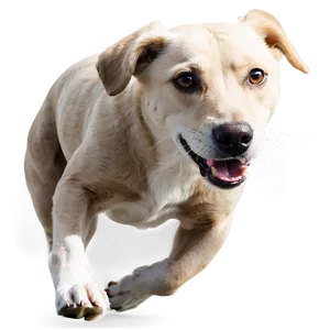 Dog Running Towards Camera Png 58 PNG image