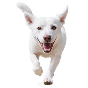 Dog Running Towards Camera Png Juq23 PNG image