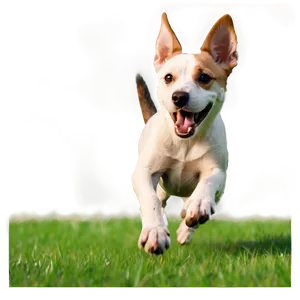 Dog Running With Ball Png Xul20 PNG image