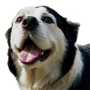 Dog Sketch Transparent PNG 19