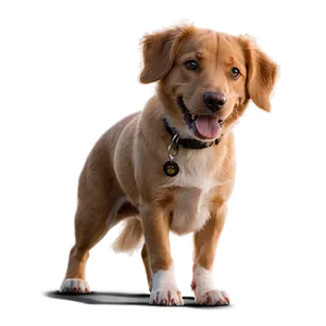 Dog Walking Park Png 11 PNG image