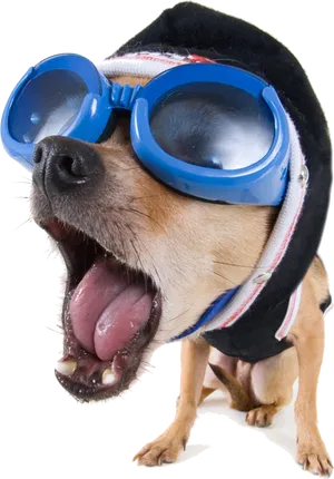Dogin Gogglesand Hoodie PNG image
