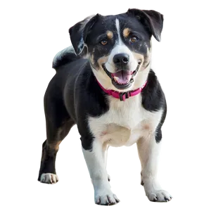 Dogs At The Beach PNG 54 PNG