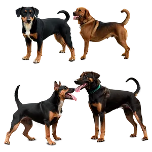 Dogs In Action PNG Faw66