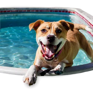 Dogs In Pools PNG Uye
