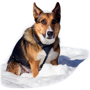 Dogs In Snow PNG Ayr