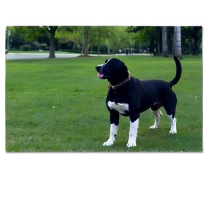 Dogs In The Park PNG 05242024 PNG