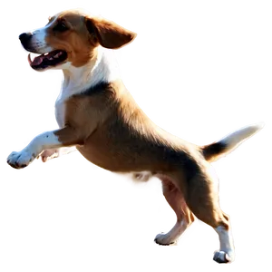 Dogs Playing PNG 05242024