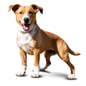 Dogs Playing PNG 05242024