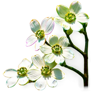 Dogwood Blossom Festival PNG Bwh