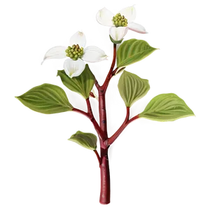 Dogwood Bud PNG 71