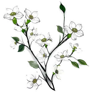Dogwood Drawing Outline PNG 06282024