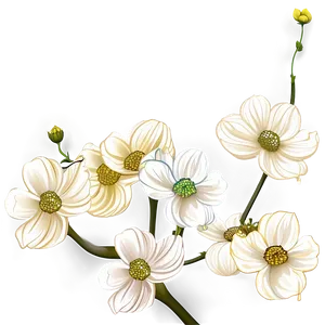 Dogwood Drawing Outline PNG Woq5 PNG