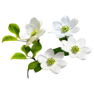 Dogwood Floral Arrangement Png 06282024 PNG image