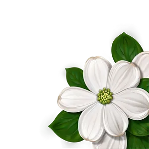 Dogwood Flower Background PNG Hgv86 PNG