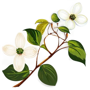 Dogwood Illustration PNG 66