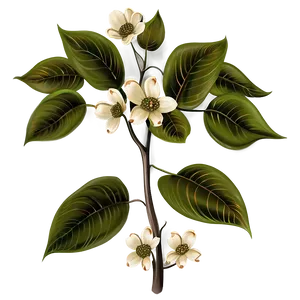 Dogwood Illustration PNG 67