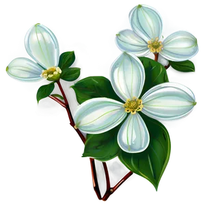 Dogwood Illustration PNG Hns