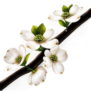 Dogwood On Branch PNG Ovp97