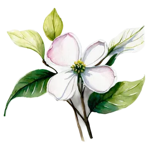 Dogwood Watercolor Painting PNG Mgx PNG