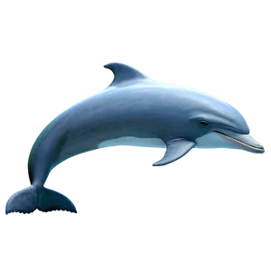 Dolphin And Moon Png Liy PNG image