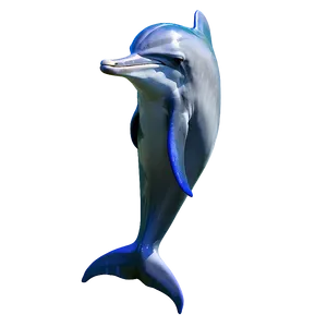 Dolphin Dance Png Xrn PNG image