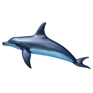 Dolphin Fin PNG Gwv19