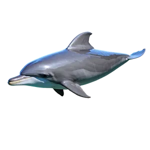 Dolphin Friendship Png 5 PNG image