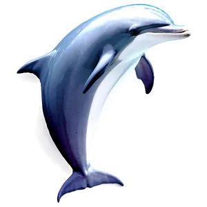 Dolphin Graphic Png Jvw PNG image