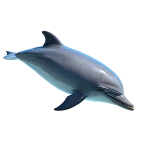 Dolphin In Water PNG 05062024