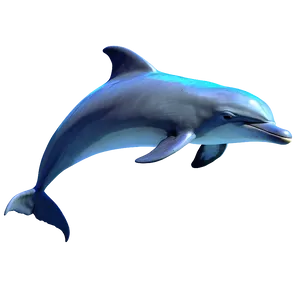 Dolphin Love Png 05062024 PNG image