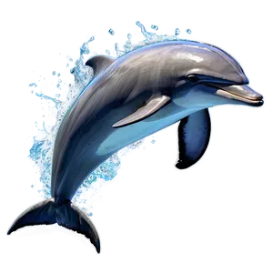Dolphin Splash Png Dse PNG image