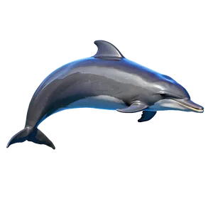 Dolphin Sunset Png 18 PNG image