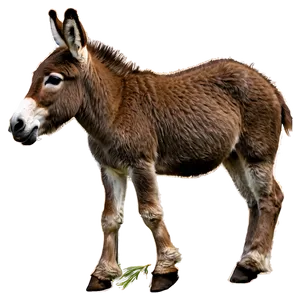 Donkey And Foal PNG Tqm PNG