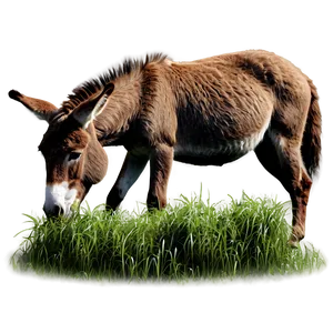 Donkey Eating Grass PNG Ele