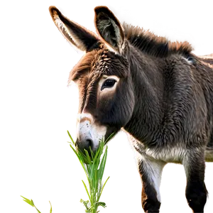 Donkey Eating Grass PNG Gom46