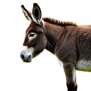 Donkey Family PNG Nnq21
