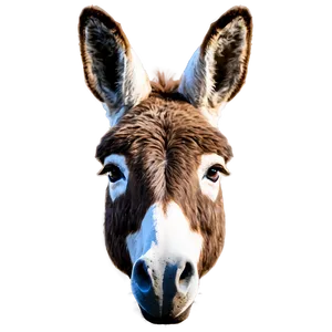 Donkey Head PNG 81