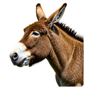 Donkey Head PNG Qeo33