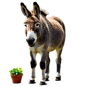 Donkey Illustration PNG Acp
