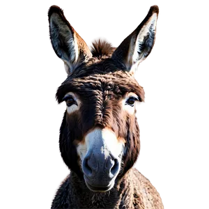 Donkey In Farmyard PNG 98 PNG