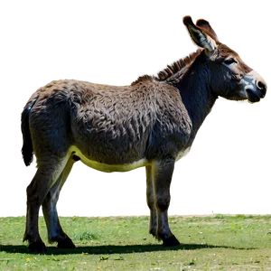 Donkey In Farmyard PNG Vfr PNG
